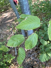 Betula lenta