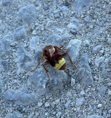 Vespa orientalis