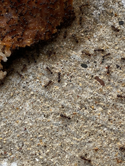 Tetramorium caespitum