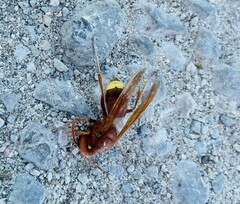 Vespa orientalis