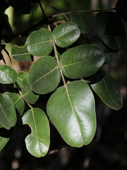 Leptolobium dasycarpum