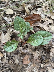 Pyrola americana