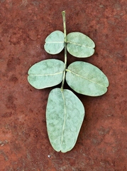 Leptolobium dasycarpum