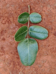 Leptolobium dasycarpum