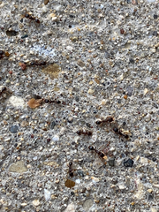 Tetramorium caespitum