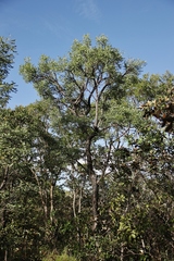 Dalbergia miscolobium