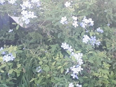 Plumbago auriculata