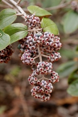 Miconia albicans