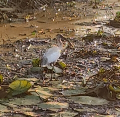 Threskiornis melanocephalus