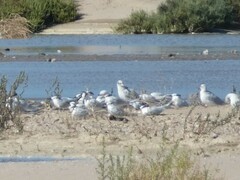 Ichthyaetus melanocephalus