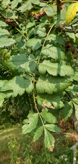 Koelreuteria paniculata