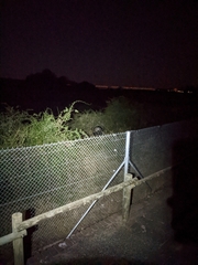 Syncerus caffer caffer