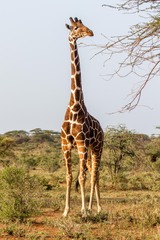 Giraffa camelopardalis reticulata