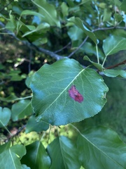 Gymnosporangium sabinae