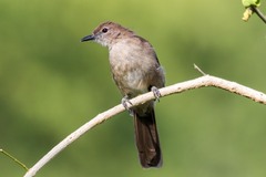 Phyllastrephus strepitans