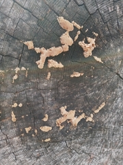 Phlebia radiata