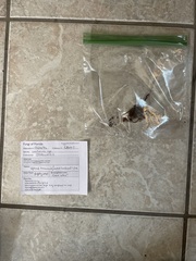 Lactarius subserifluus