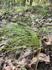 Carex pensylvanica