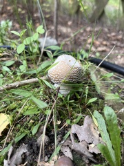 Amanita pantherina