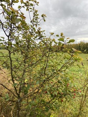 Crataegus