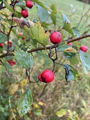 Crataegus