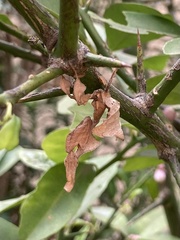 Phyllocrania paradoxa