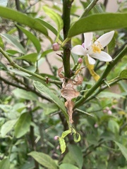 Phyllocrania paradoxa
