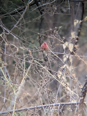 Lagonosticta senegala