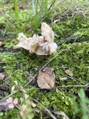 Helvella crispa