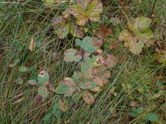 Naohidemyces vacciniorum