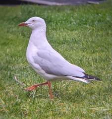 Chroicocephalus novaehollandiae
