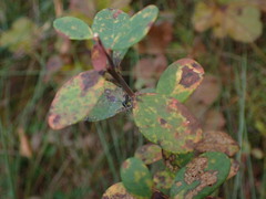 Naohidemyces vacciniorum