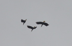 Rhyticeros undulatus