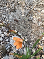 Iridaceae