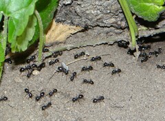 Lasius fuliginosus