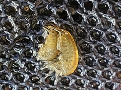 Gammarus fasciatus