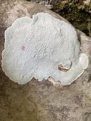 Phlyctis petraea