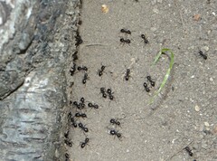 Lasius fuliginosus
