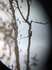 Chloropicus fuscescens