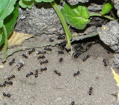 Lasius fuliginosus