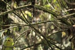 Junco phaeonotus