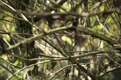 Junco phaeonotus