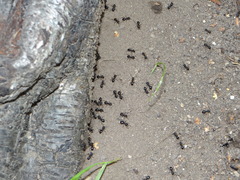 Lasius fuliginosus