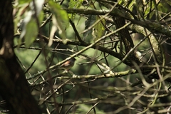 Junco phaeonotus