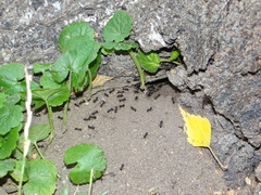 Lasius fuliginosus