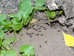Lasius fuliginosus