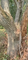 Koelreuteria paniculata