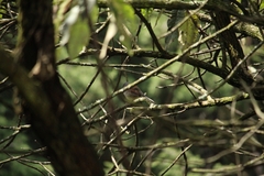Junco phaeonotus