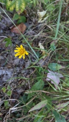 Hieracium lachenalii