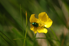 Cryptocephalus sericeus